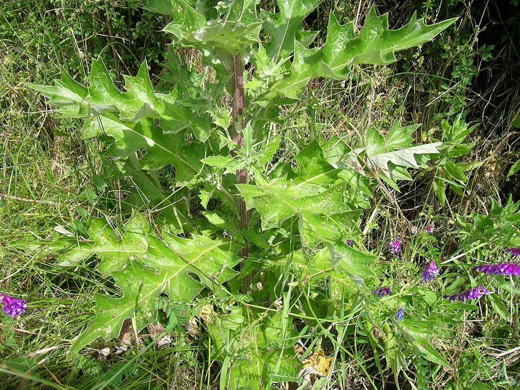 Cirsium scabrum / Cardo scabro